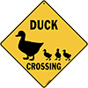 Duck Crossing